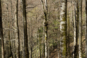 Selva de Irati-arboles-4
