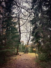 Path in the woods