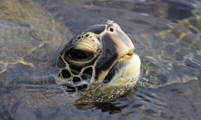 Close-up view of a Green Sea turtle (Chelonia mydas)