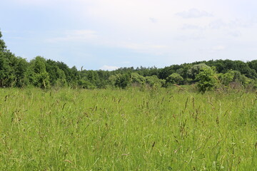 
The shrub grows on the edge of the forest. Everything around is greener.