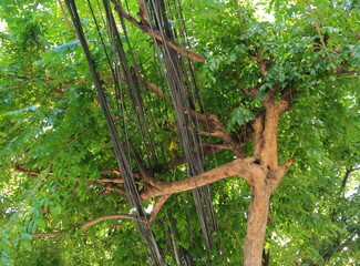 Low angle view and selective focus on group of power lines run into overgrown tree, this can cause short circuit and blackout