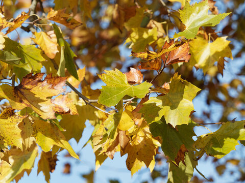 Feuillage orange, jaune et vert aux couleurs d'automne de platane à feuilles d'érable ou platane commun (Platanus hispanica)