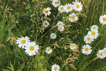
White daisies bloomed in the meadow and in the summer garden