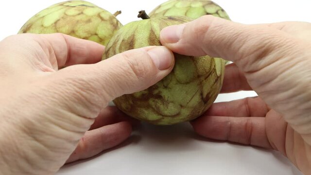 Breaking a custard apple, annona squamosa, sweetsop, seet apple, in two parts