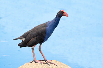 Purple swamp hen standing on a rock beside a lake