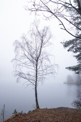 frosty tree in fog