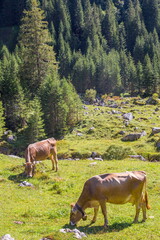 Fototapeta na wymiar Cows eating grass at Alps in the Switzerland