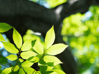新緑　木漏れ日にかがやくケヤキの葉