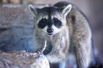 wild nosoha, american raccoon, animal in the wild © kichigin19