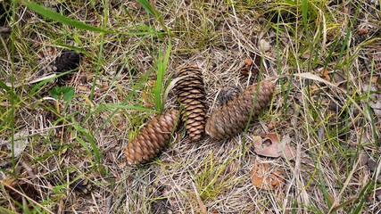 cones in the grass