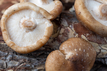 Aerial closeup of shiitake mushrooms on tree bark, selective focus, horizontal