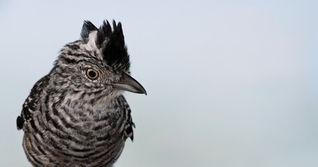 Close-up view of a male Barred Antshrike (Thamnophilus doliatus) with copy space