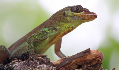 Close-up view of a Grenada Tree Anole  (Anolis richardii)