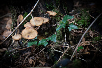 Champignons