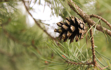 pine cone on a branch