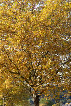 Platanus hispanica ou acerifolia ou platanes à feuilles d'érable à large houppe dans un feuillage automnale