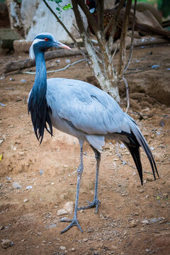 Demoiselle crane (Grus virgo) in Islamabad, Pakistan