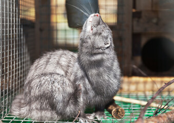 An adult gray mink is basking in the sun, lifting its muzzle up in the summer in a cage. Breeding...