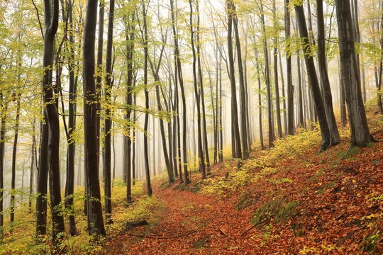 Trail among beech trees in an autumn forest in foggy weather
