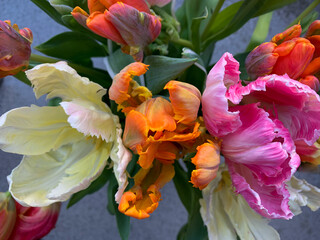 Bouquet of colorful exotic parrot tulips in vibrant pink, orange and yellow colors directly above view, bright beautiful tulips in the spring bouquet isolated on grey
