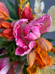 Bouquet of colorful exotic parrot tulips in vibrant pink, orange and yellow colors directly above view, bright beautiful tulips in the spring bouquet isolated on grey