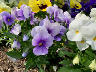 Vibrant purple spring flowers viola cornuta close up, flower bed with colorful violet pansies high angel view, floral spring wallpaper background