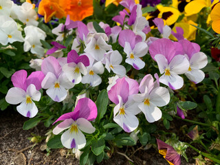 White pink spring flowers viola cornuta high angle view, flower bed with colorful mixed pansies,...
