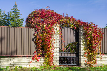Decorative metal fence with a gate entwined with red leaves of wild grapes