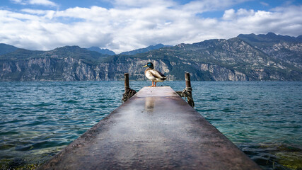 duck on landing stage at lake garda in italy
