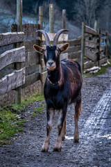 Ziege