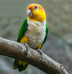 Close-up view of a White-bellied Parrot (Pionites leucogaster)