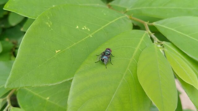 Selective focus A fly (Diptera) perching on the leaves