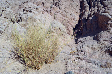 Desert of Sinai Peninsula, Egypt. Near Sharm El Sheikh