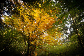 Fototapeta premium Arbre jaune automne