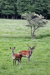 Naklejka na ściany i meble Roe deers in the nature