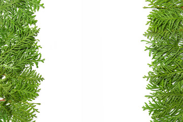Green branches of thuja on a white isolated background. Greeting card for New Year and Christmas....
