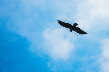 Bird in the blue sk
