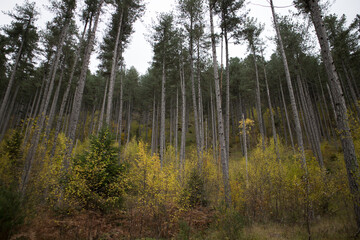 r 2019: Part of the impressive dense coniferous black pine forest, of over 40m tall high.