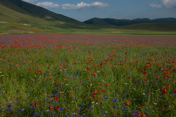 A landscape view of Piana di Castelluccio, Umbria, Italy covered in  red poppies and purple lentil flowers against the green rolling hills, taken from the down on the Piana against an overcast sky.