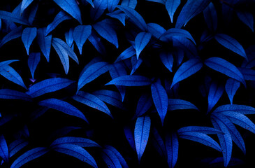 Blue colored leaves background. Tone Dark pattern
