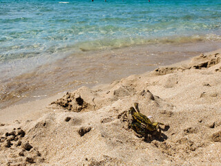 Child caught a crab in the sea and put it on a sandy beach.
