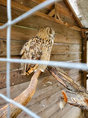 The owl turns its head in close-up. an owl sits in a cage.