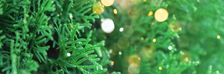 Beautiful evergreen thuja branches close up as a christmas background with a shallow focus and little sparkles, banner.