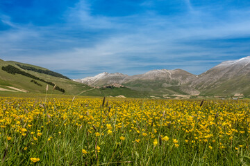 The beautiful Piana di Castelluccio, Umbria, Italy with the mountains in the background topped with a light dusting of snow,  the ground covered in blooming wildflowers