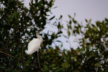 
little egret perched on a mangrove branch