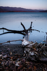 湖畔の流木。