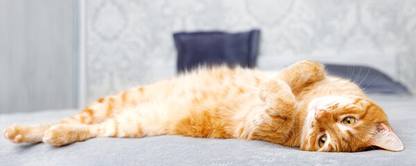 Portrait of red cat lying on the bed and dozes. Shallow focus.