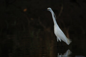 little egret are looking for food in rivers or lakes