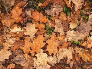 Beautiful autumn composition of yellow and brown oak leaves on the green grass.
