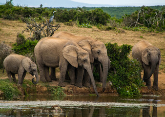 Thirsty Elephants